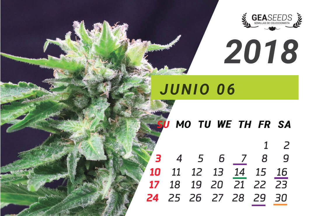 Calendario lunar de cannabis oil